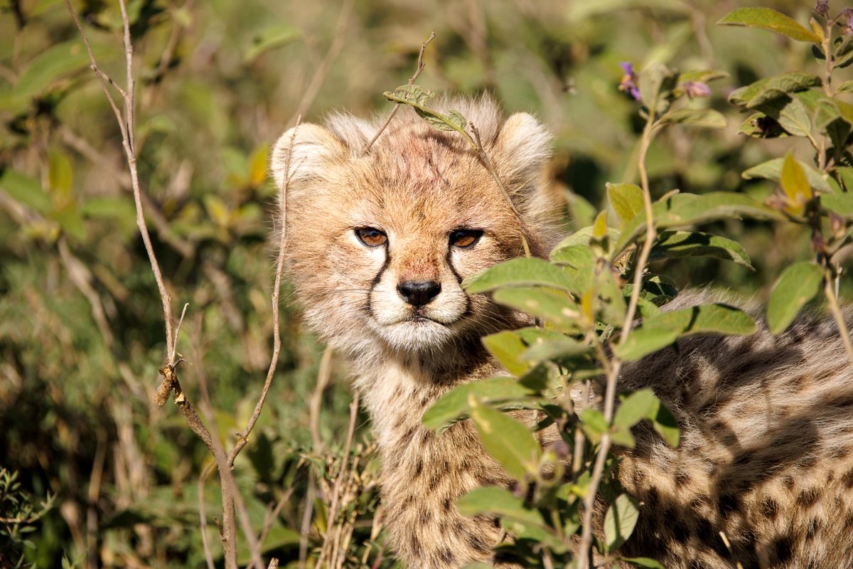 Photo from the movie Serengeti: Journey to the Heart of Africa