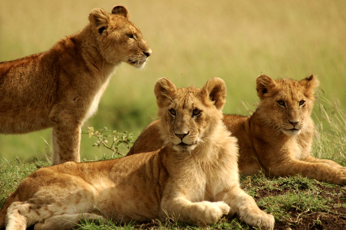 Photo from the movie Serengeti: Journey to the Heart of Africa