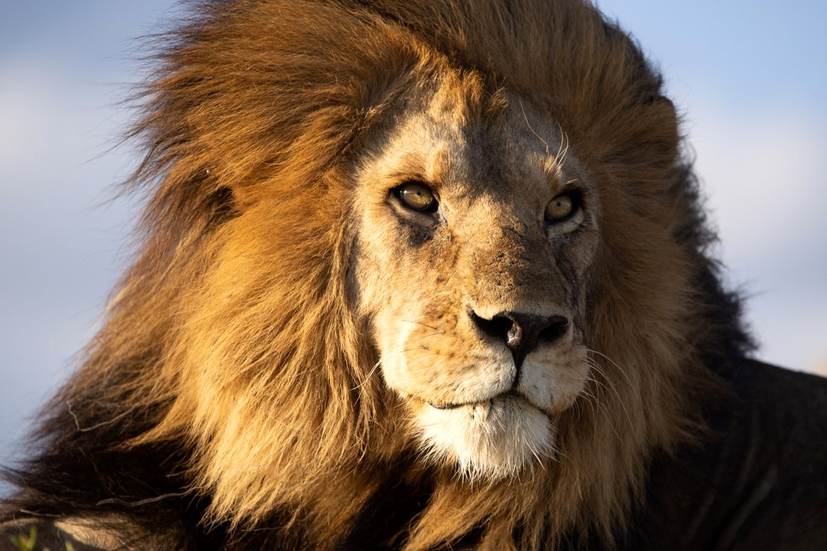 Photo from the movie Serengeti: Journey to the Heart of Africa