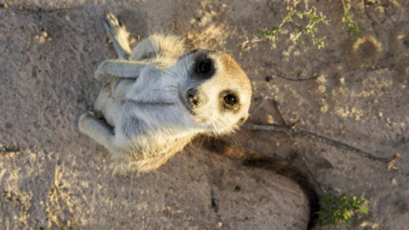 Photo du film Meerkat Manor