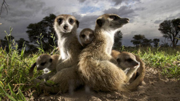Photo du film Meerkat Manor