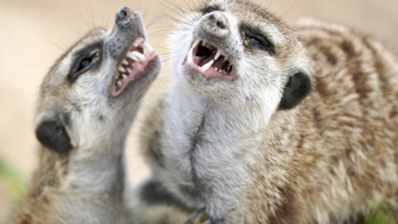 Photo du film Meerkat Manor