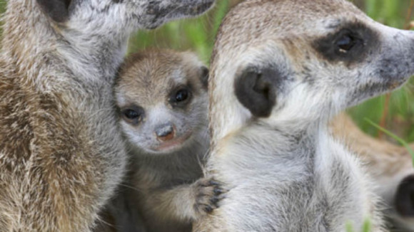 Photo du film Meerkat Manor