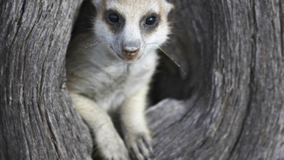 Photo du film Meerkat Manor