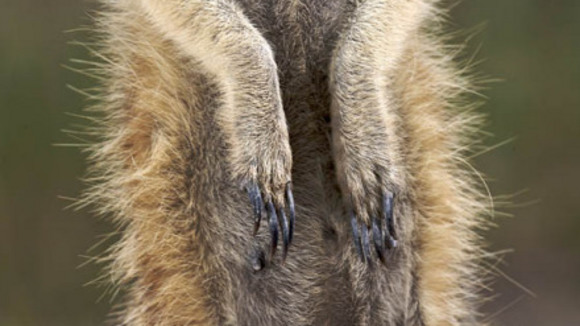 Photo du film Meerkat Manor