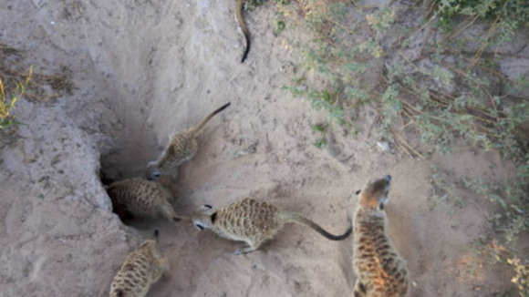 Photo du film Meerkat Manor