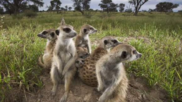Photo du film Meerkat Manor