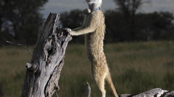 Photo du film Meerkat Manor