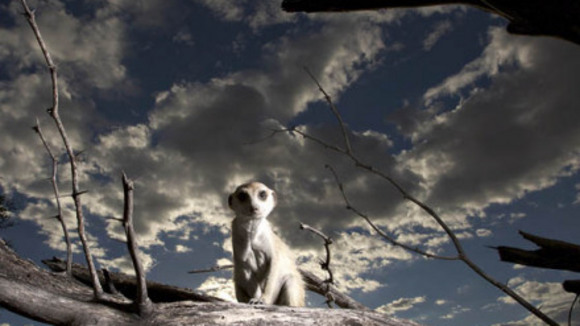 Photo du film Meerkat Manor