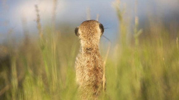 Photo du film Meerkat Manor