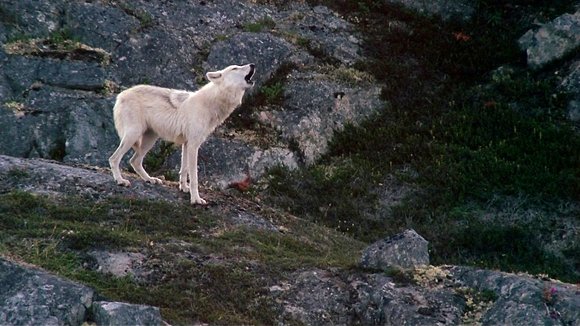 Photo du film Un Homme parmi les loups