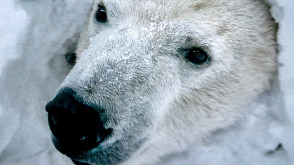 Photo du film Un Ours et deux amants
