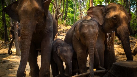 Photo du film When Elephants Were Young