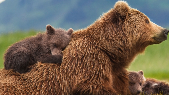 Photo from the movie Bears