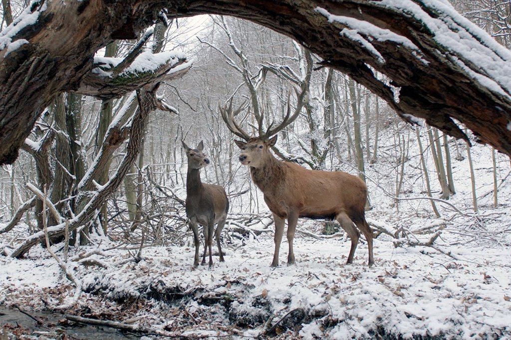 Photo du film On Body and Soul