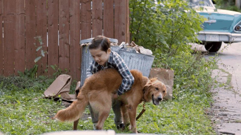 Photo from the movie A Dog's Purpose