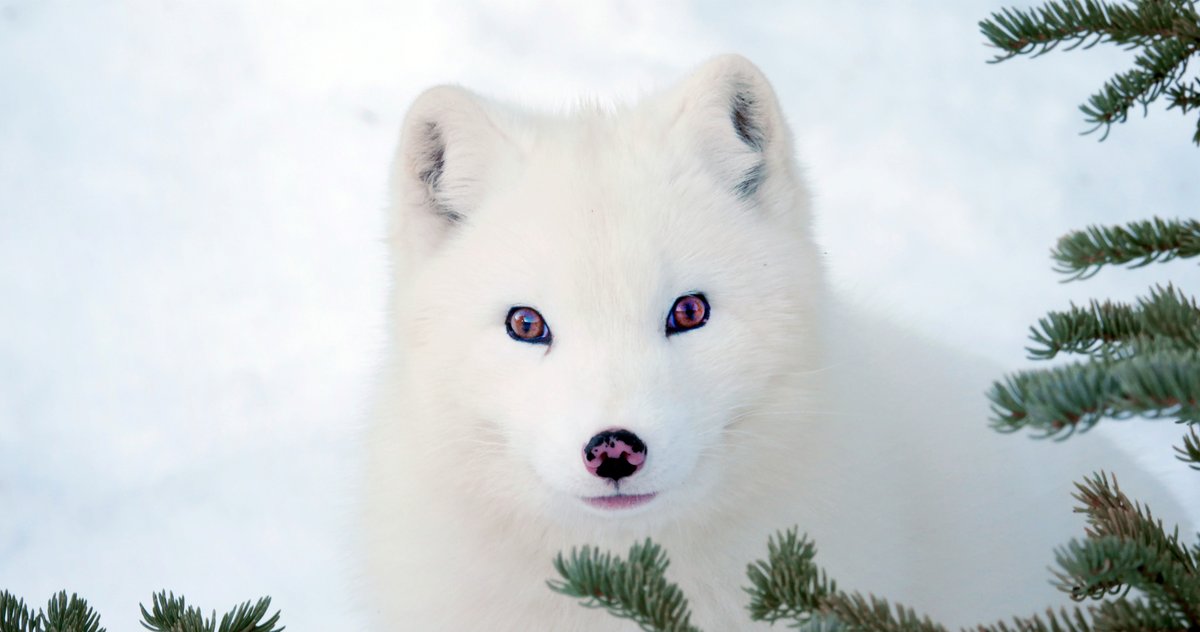 Photo from the movie Kina et Yuk, renards de la banquise