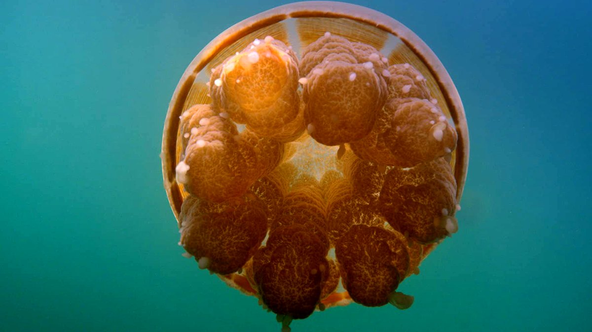 Photo du film One Strange Rock