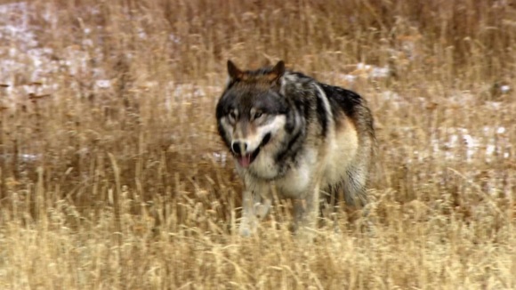 Photo from the movie Medicine of the Wolf