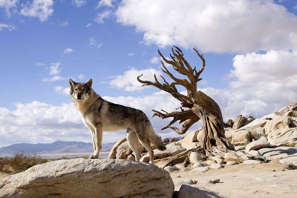 Photo from the movie Alpha