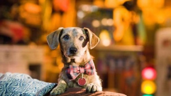 Photo du film Marmaduke v.f.