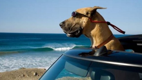 Photo du film Marmaduke v.f.