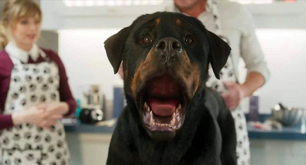 Photo from the movie Show Dogs