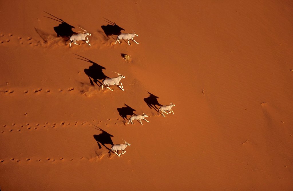 Photo du film Planet Earth