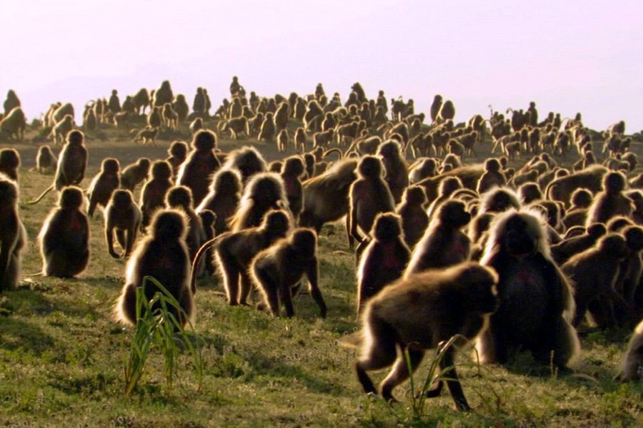 Photo du film Planet Earth