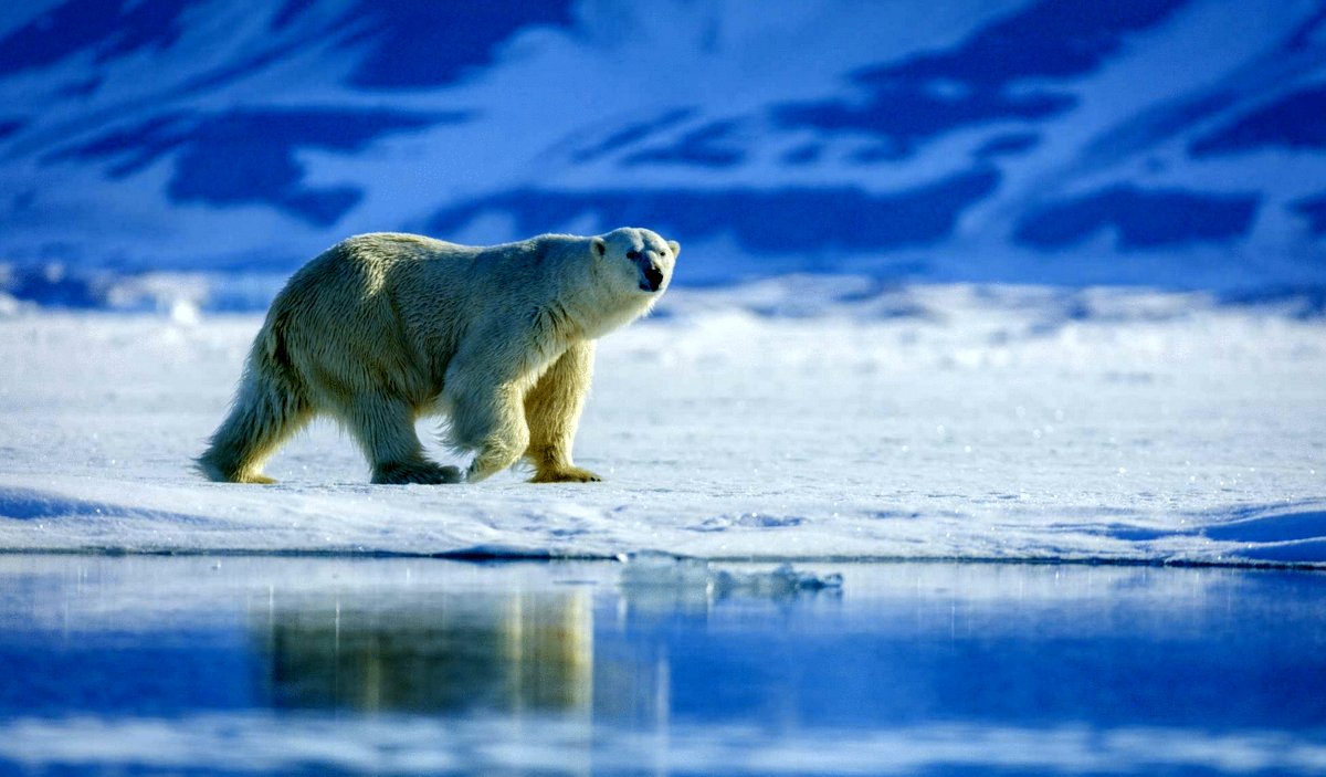 Photo from the movie Arctic: Our Frozen Planet