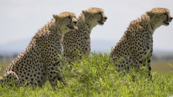 Photo from the movie African Cats