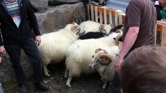 Photo du film Béliers