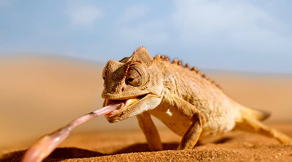 Photo du film Tiny World