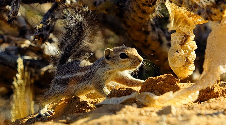 Photo du film Tiny World