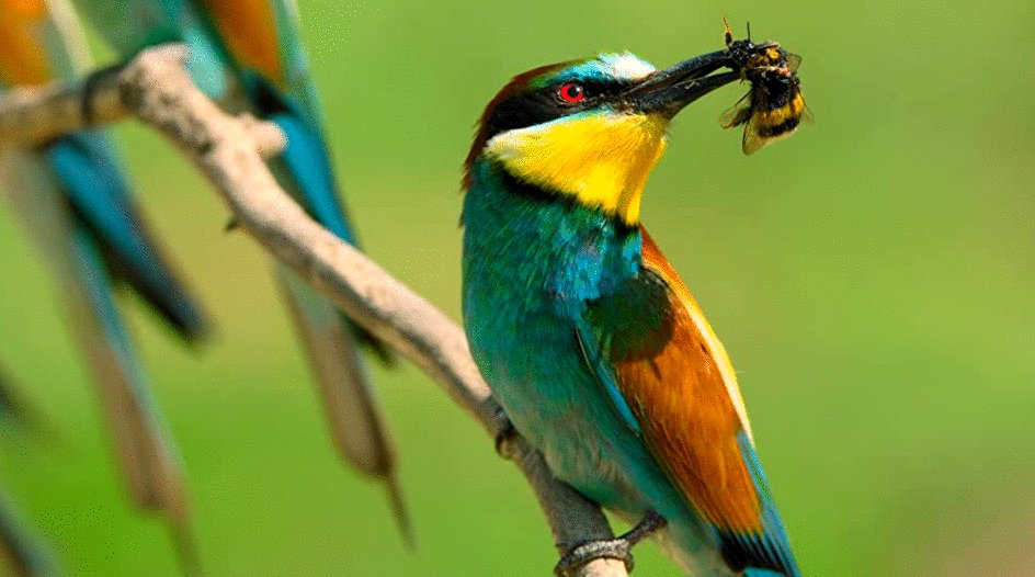 Photo du film Tiny World