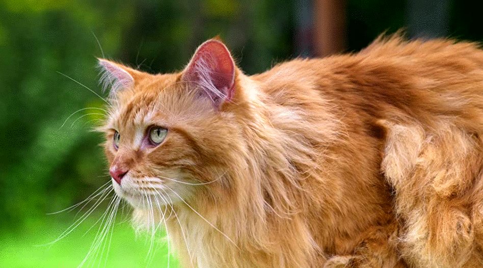 Photo du film Tiny World