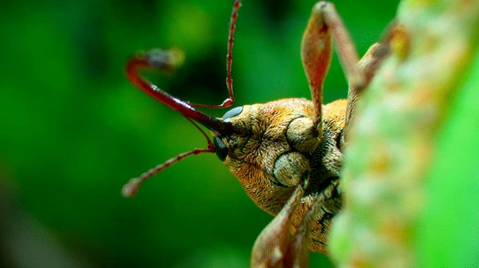 Photo du film Tiny World