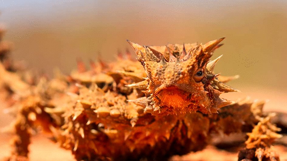 Photo du film Tiny World