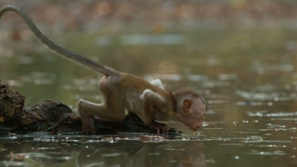 Photo du film Le Royaume des Singes