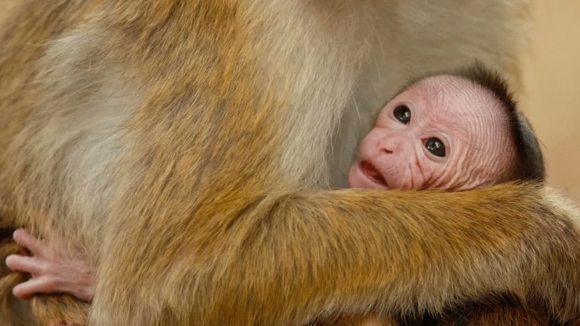 Photo du film Le Royaume des Singes