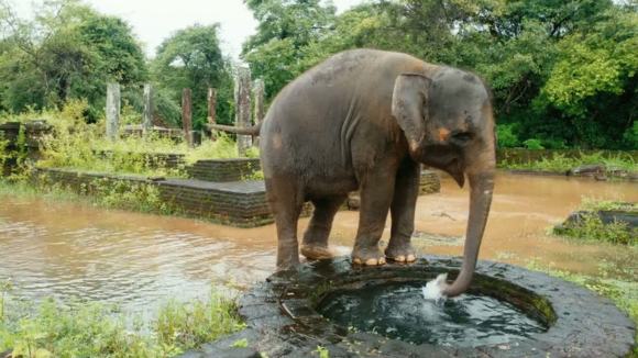 Photo du film Le Royaume des Singes