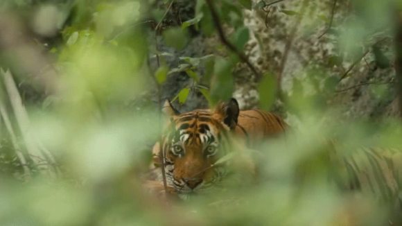 Photo du film Le Royaume des Singes