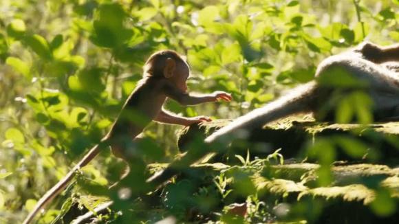 Photo du film Le Royaume des Singes