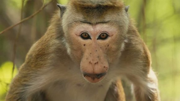 Photo du film Le Royaume des Singes