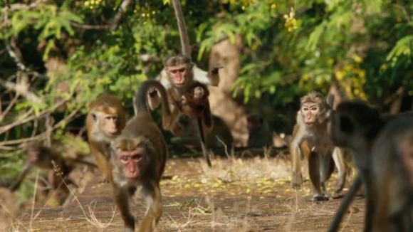 Photo du film Le Royaume des Singes