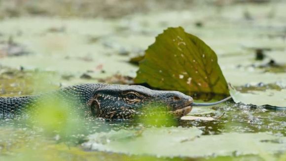 Photo du film Le Royaume des Singes