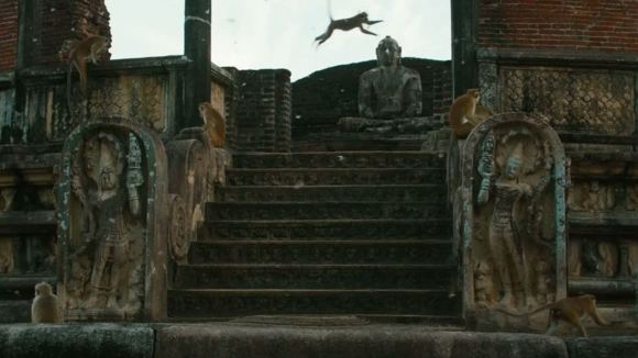 Photo du film Le Royaume des Singes