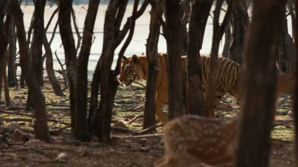 Photo du film Le Royaume des Singes