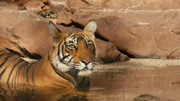 Photo du film Le Royaume des Singes