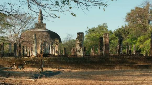 Photo du film Le Royaume des Singes